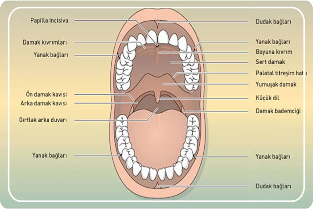 agiz-ve-dislerin-yapisi-hizmetler-omer-bayar.png