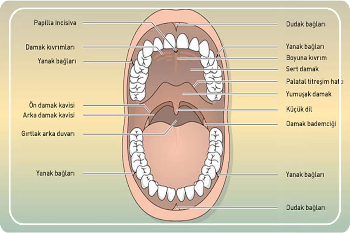 agiz-ve-dislerin-yapisi-hizmetler-omer-bayar.png